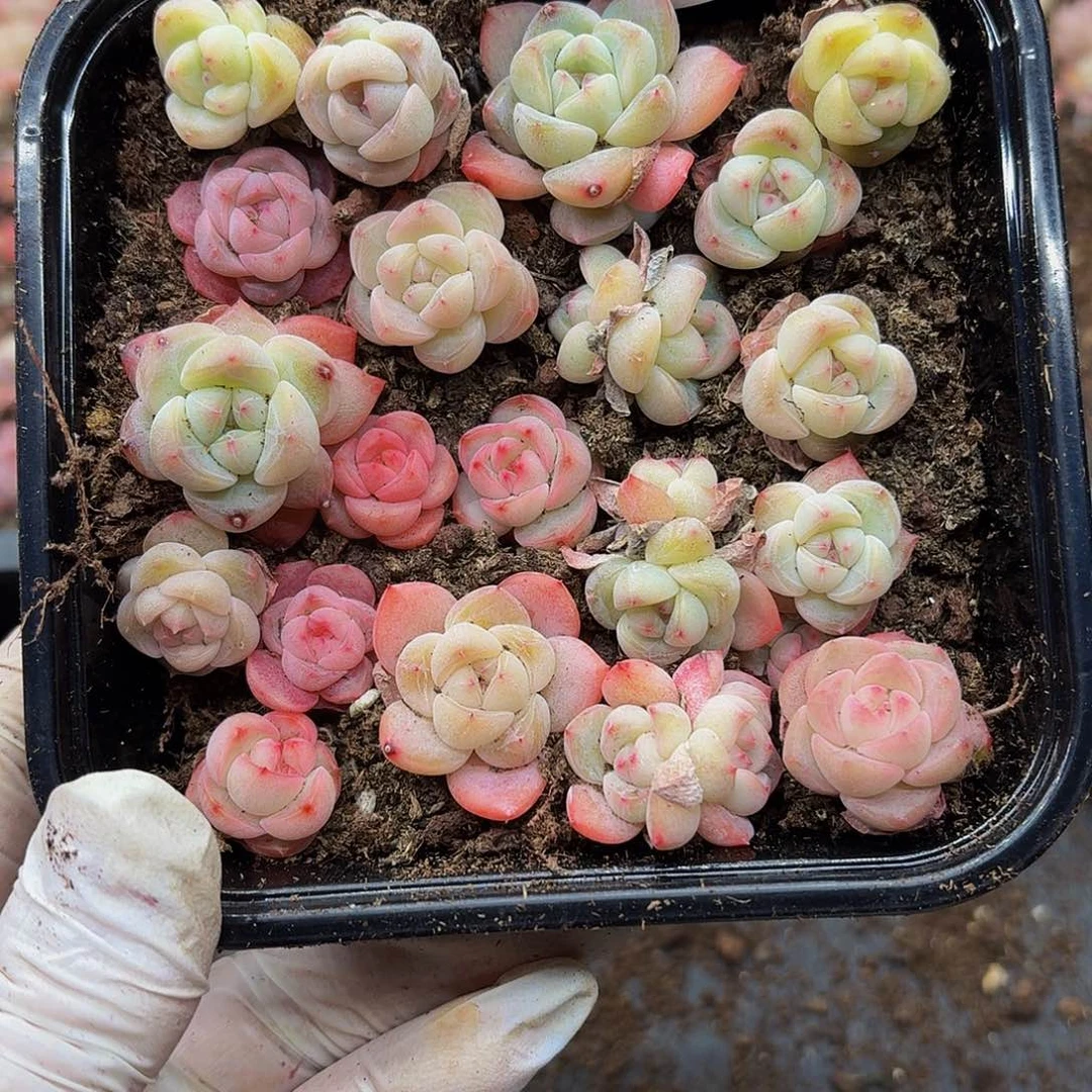 多肉植物多肉植物898