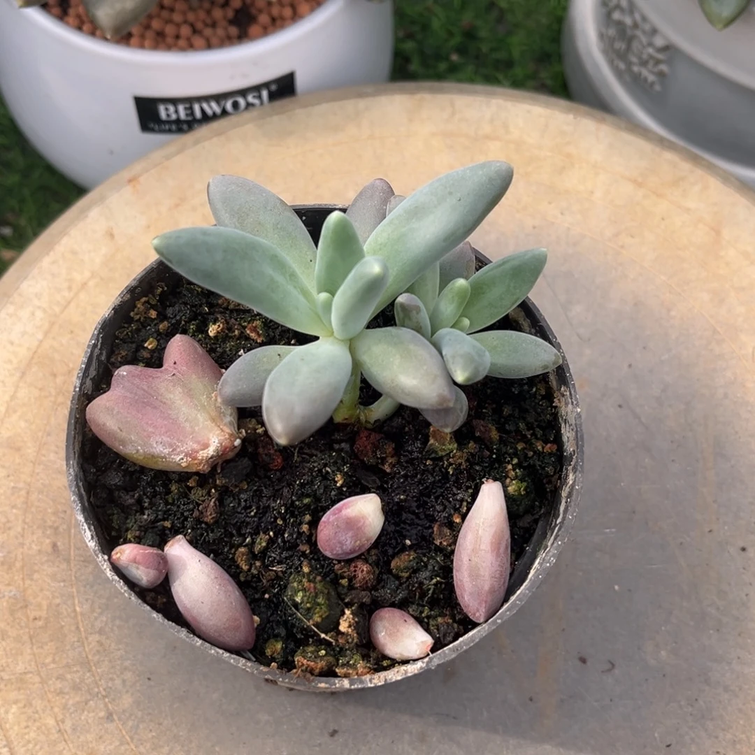 多肉植物栗子星球