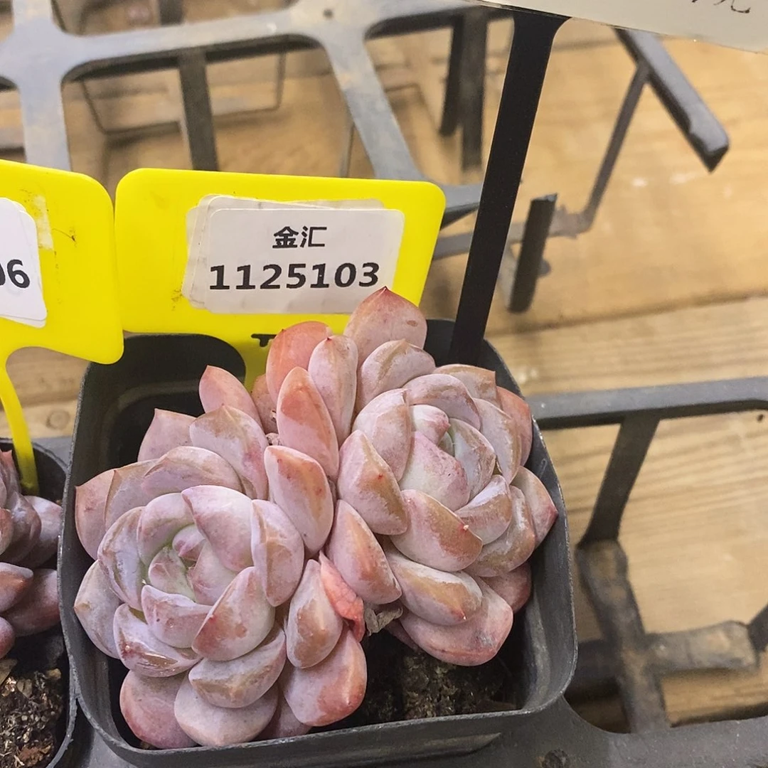 ꉂ****104。流金1125103