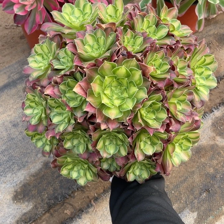 259韶华法师断枝不售后