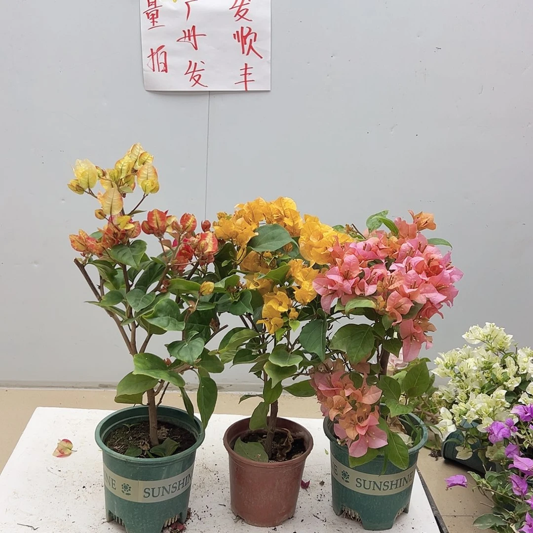 大部分花苞少量开放哪吒，加州黄，金发女郎