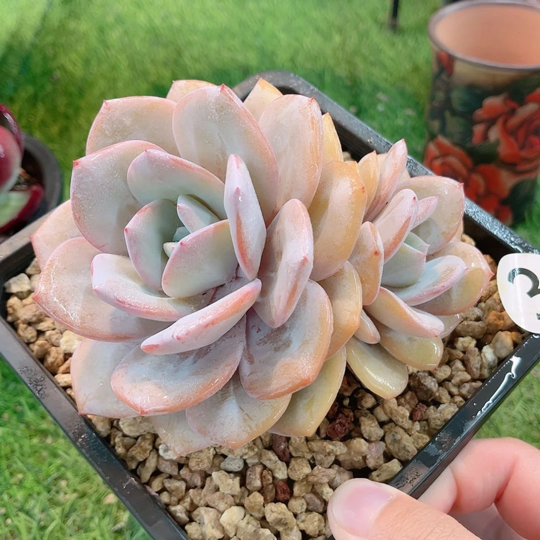 韩版奶茶老桩多肉