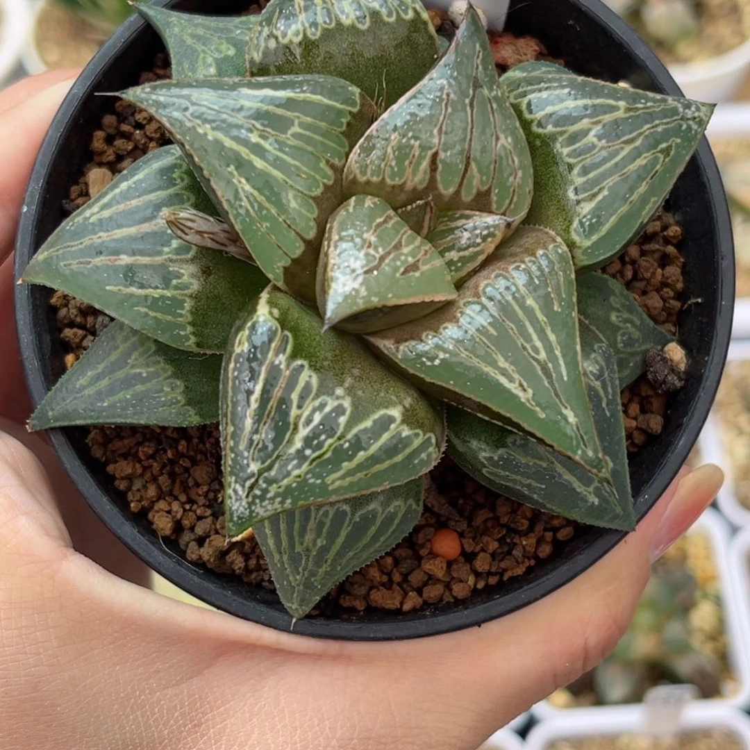 383火之鸟哈哈哈哈哈哈哈