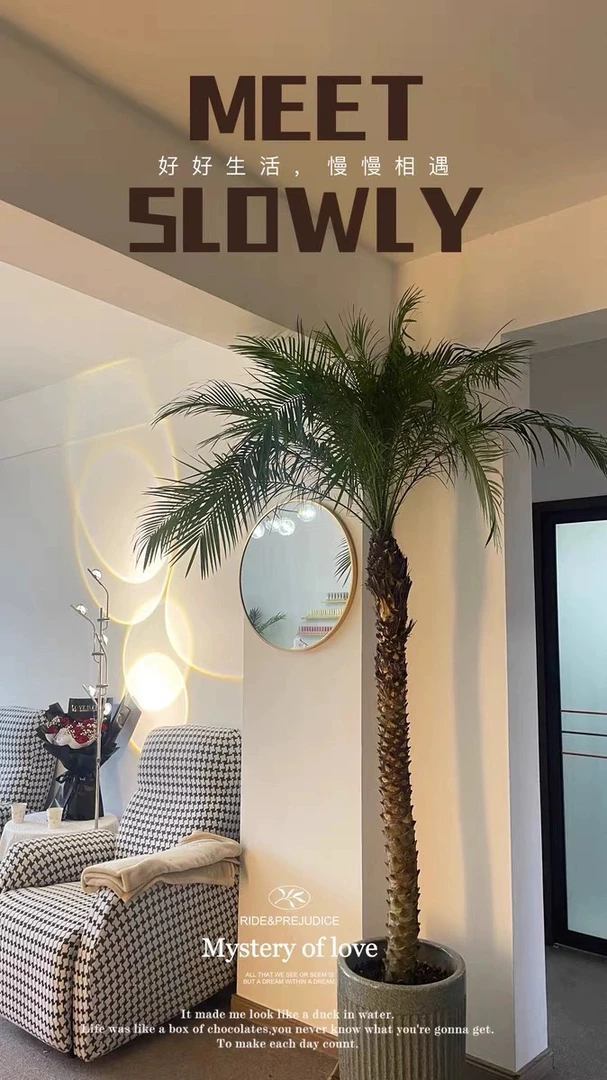 网红款好养的美丽针葵棕榈植物可地栽盆栽用于室内外客厅阳台庭院