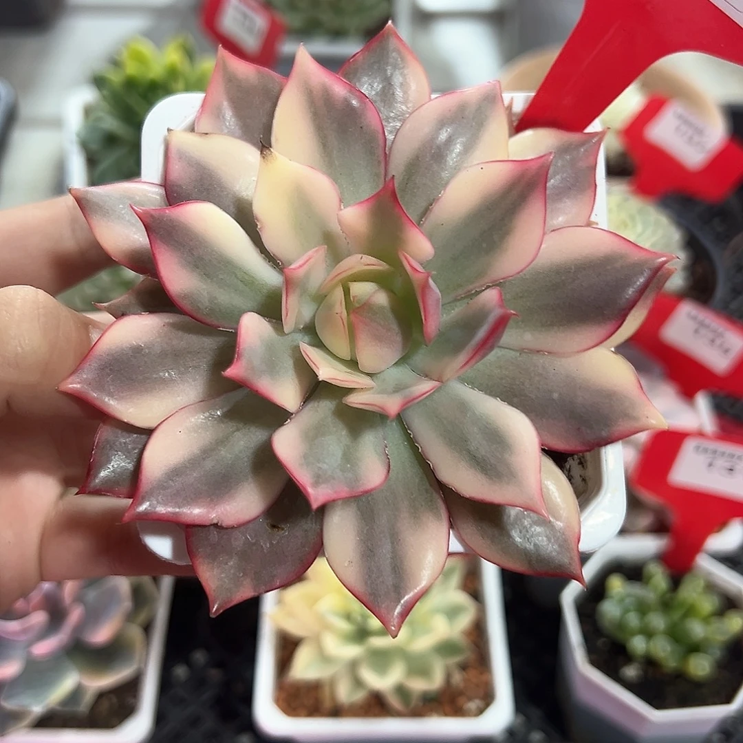 139号宝莲灯锦多肉植物