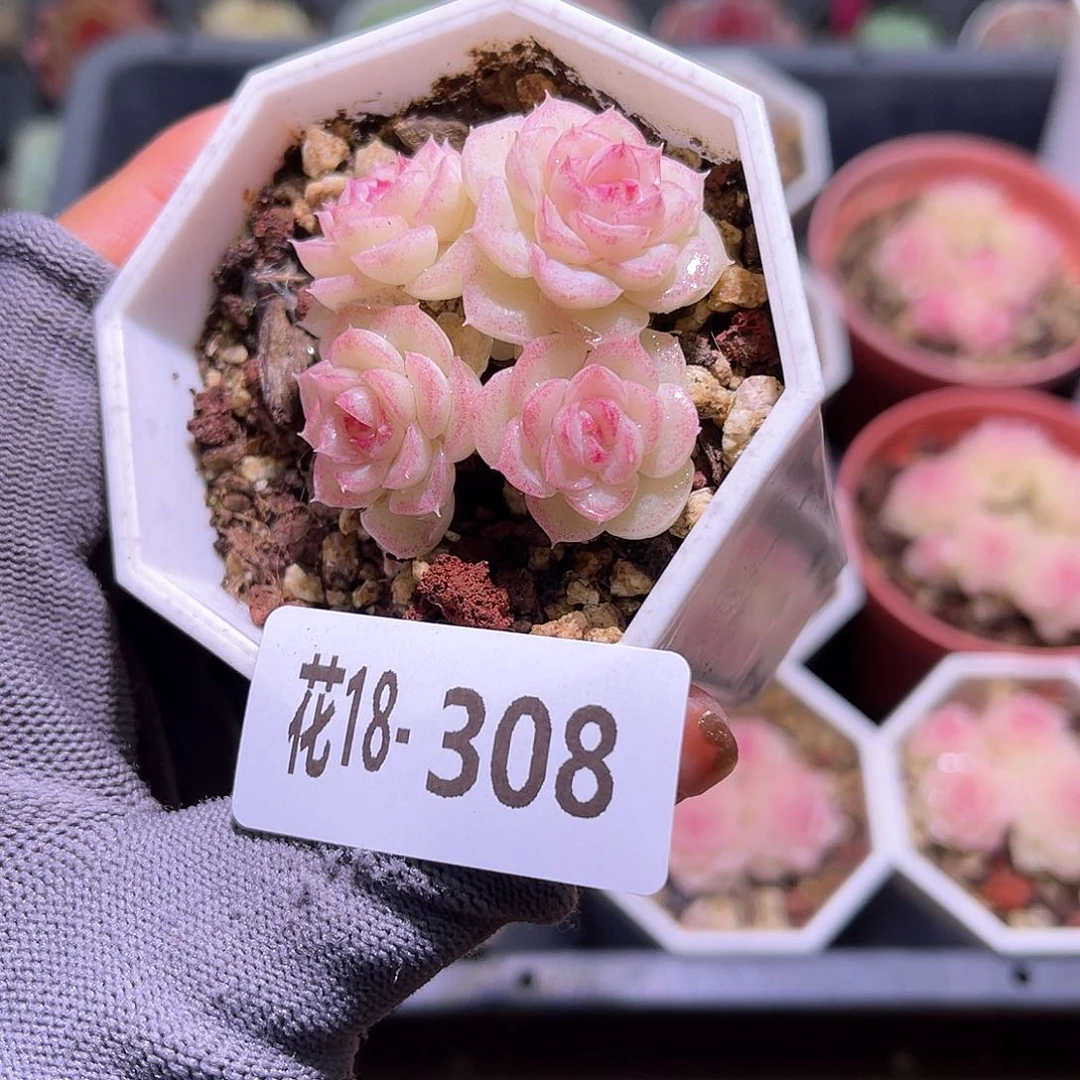 花18-308白天鹅群