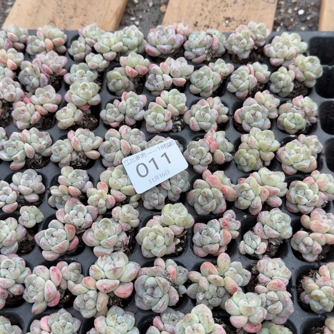 11号到手5颗，双头粉冰