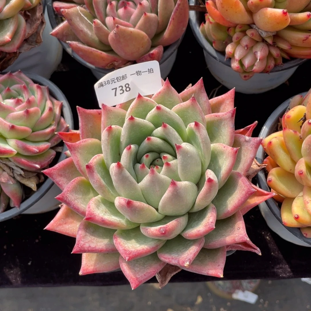 ?**?738大单头东云多肉植物