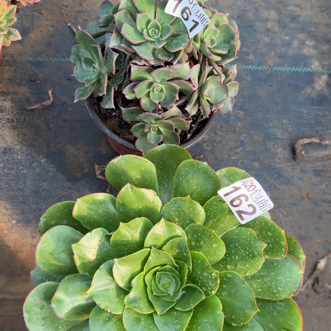 多肉161+162满20包邮断枝不包