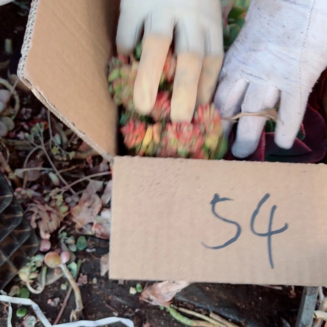 欣**阳不售后杂花54。