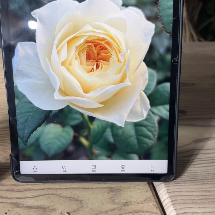 无花朵诺娜扦插小苗