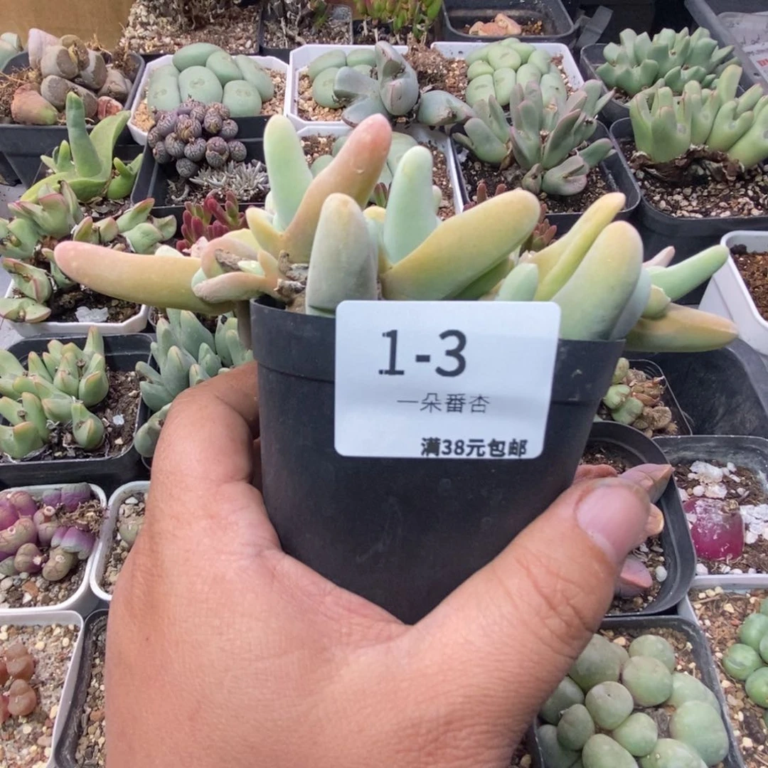 向**?5596996999899999980