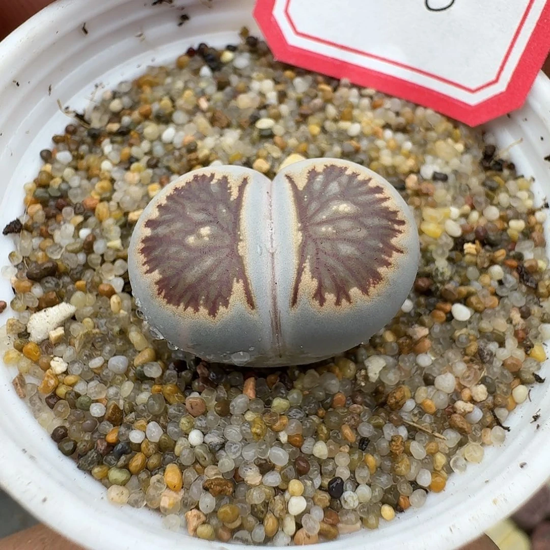 116多肉哈哈哈哈哈哈