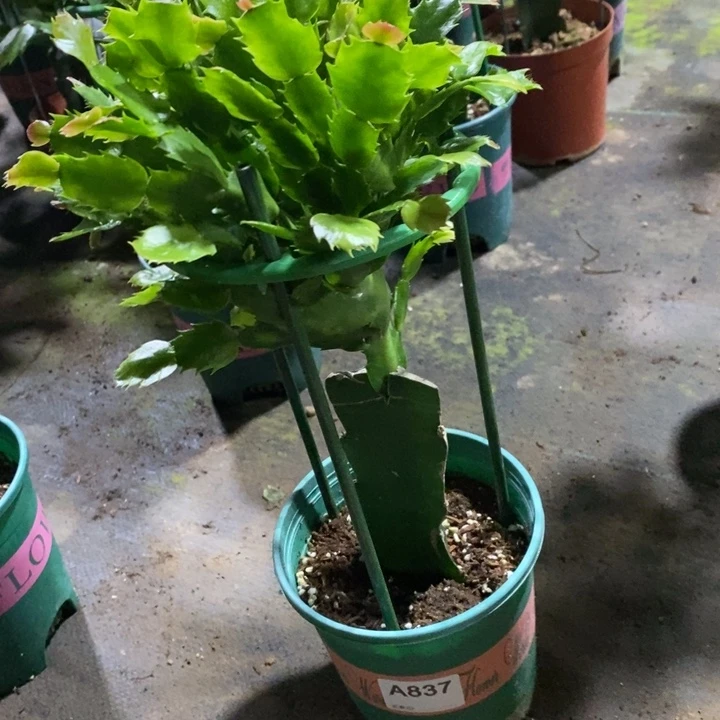 当前无花栽培后可以开花自**翔837嫁接060