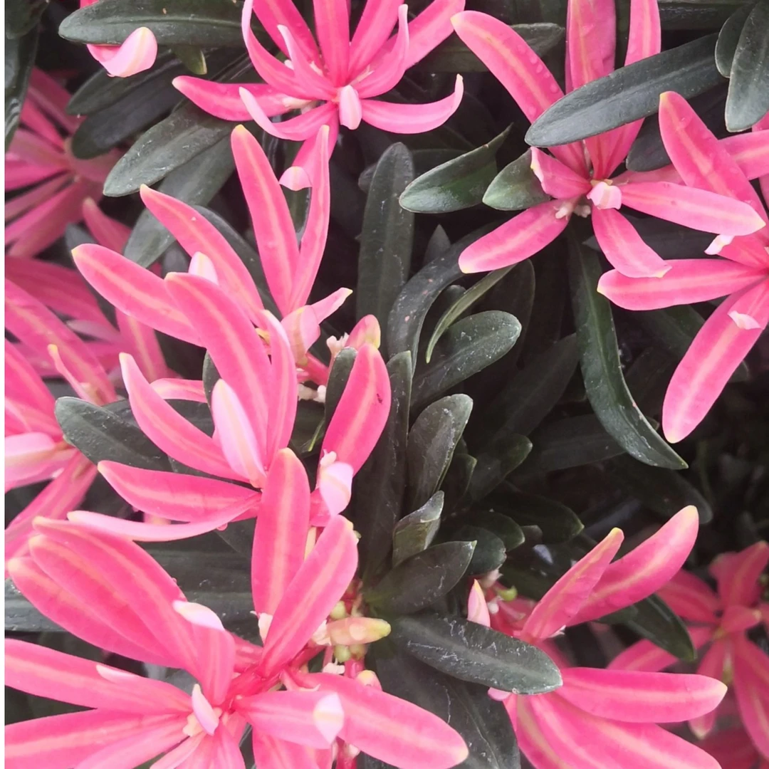 罗汉松一物一拍紫金松红宝石小桃红菊花心太子妃小红帽花卉绿植