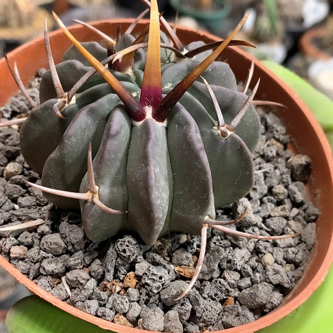 罗*实生龙剑丸仙人球