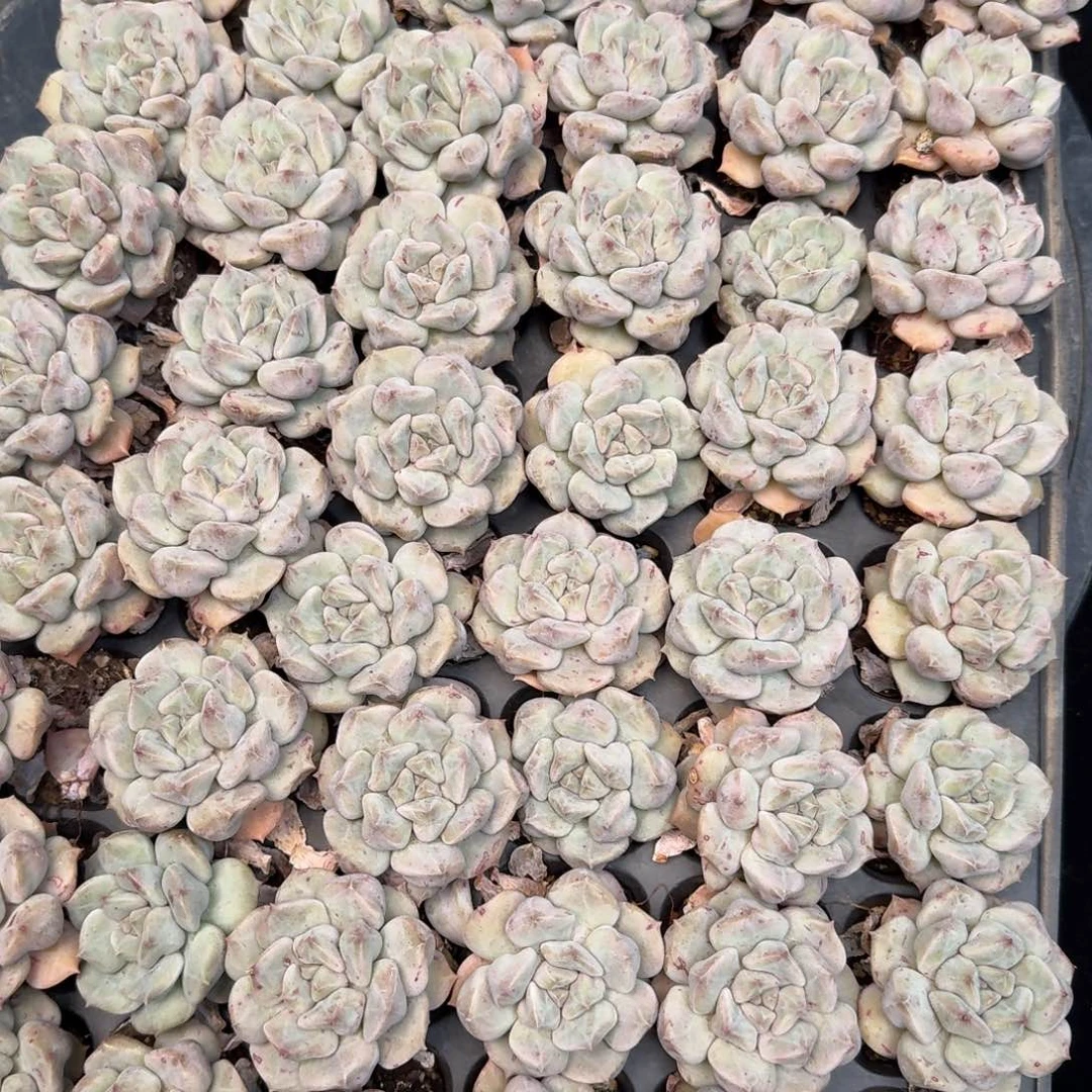 从前慢多肉精选编号1214.云瑶仙子