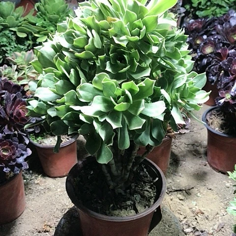 萍香馥法师多肉植物13