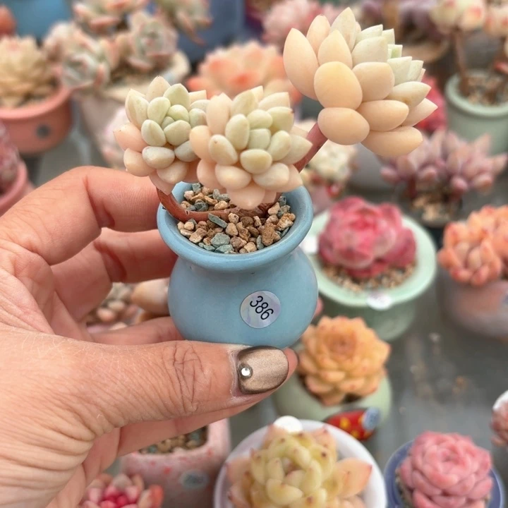 熹*386 多肉含盆土 30元包邮 除偏远地区