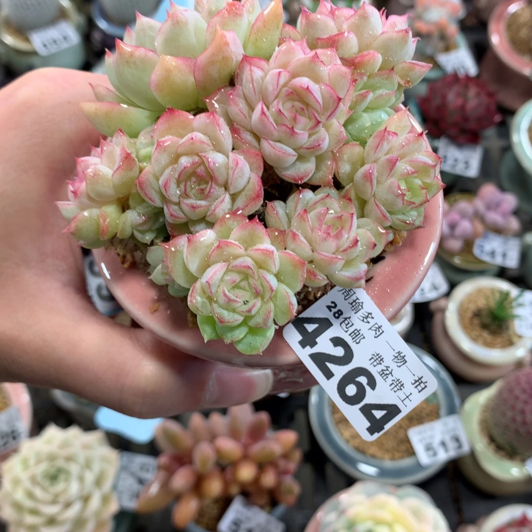 5厘米盆精控多肉4264