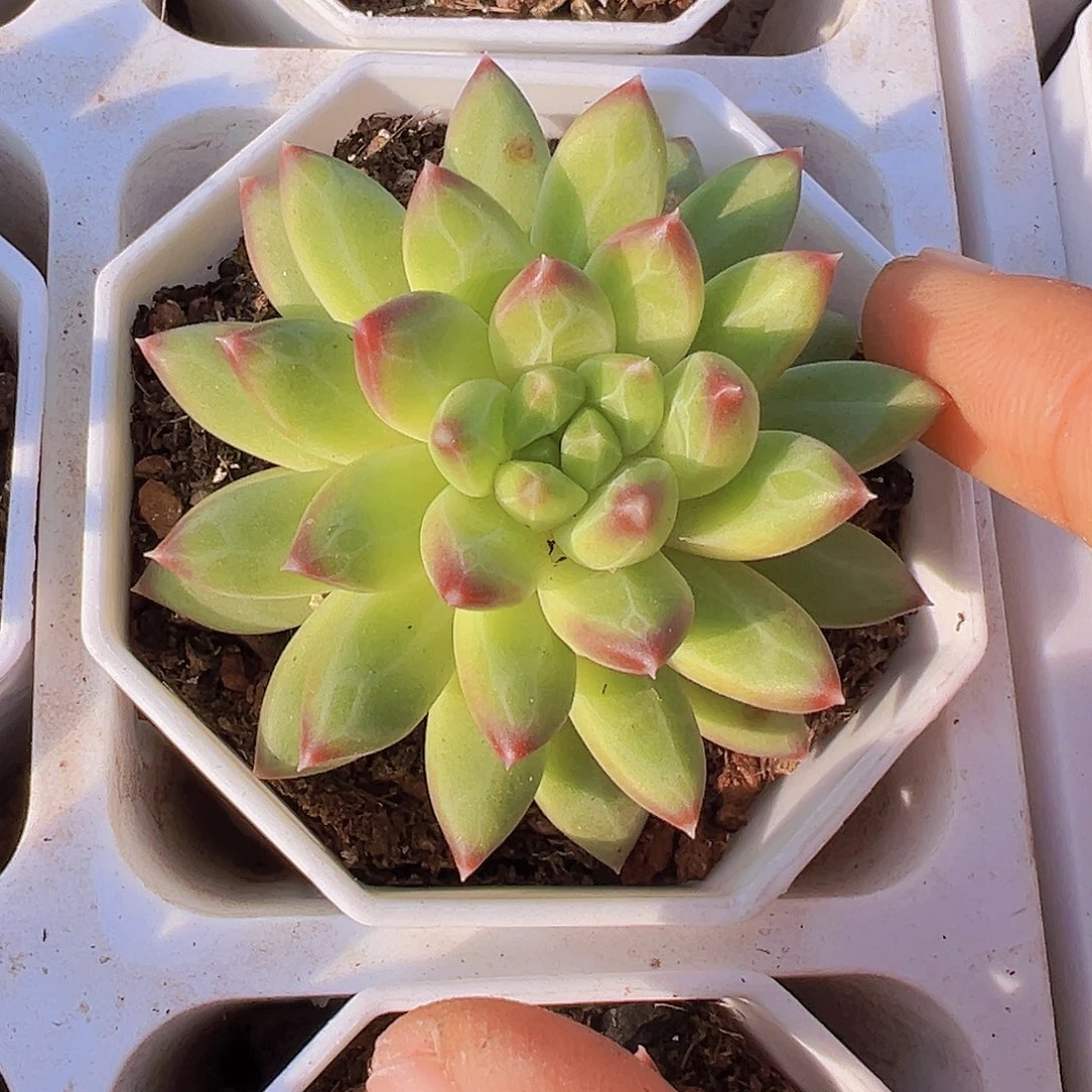 甲骨文19包邮多肉植物