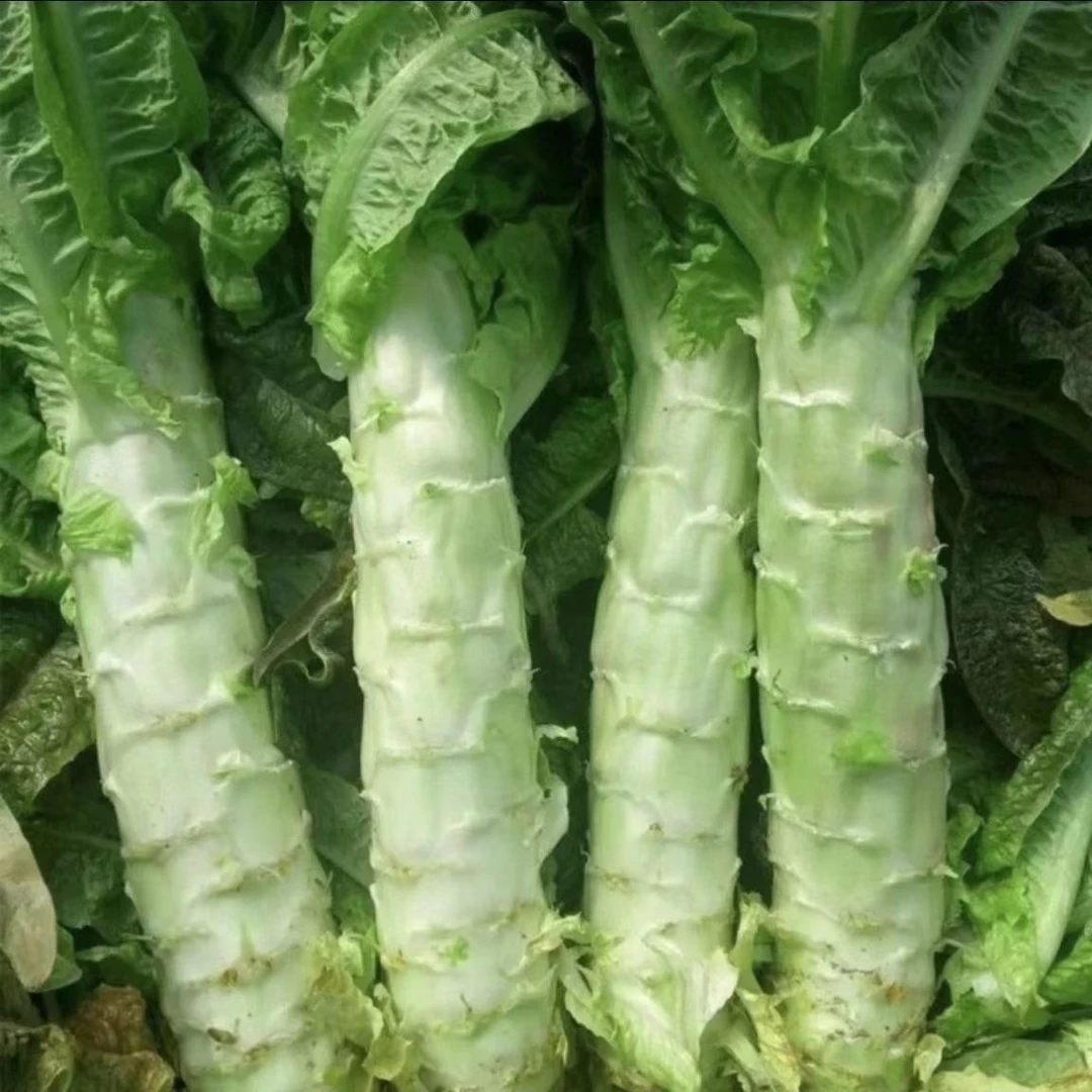 新鲜本地红叶莴笋2斤