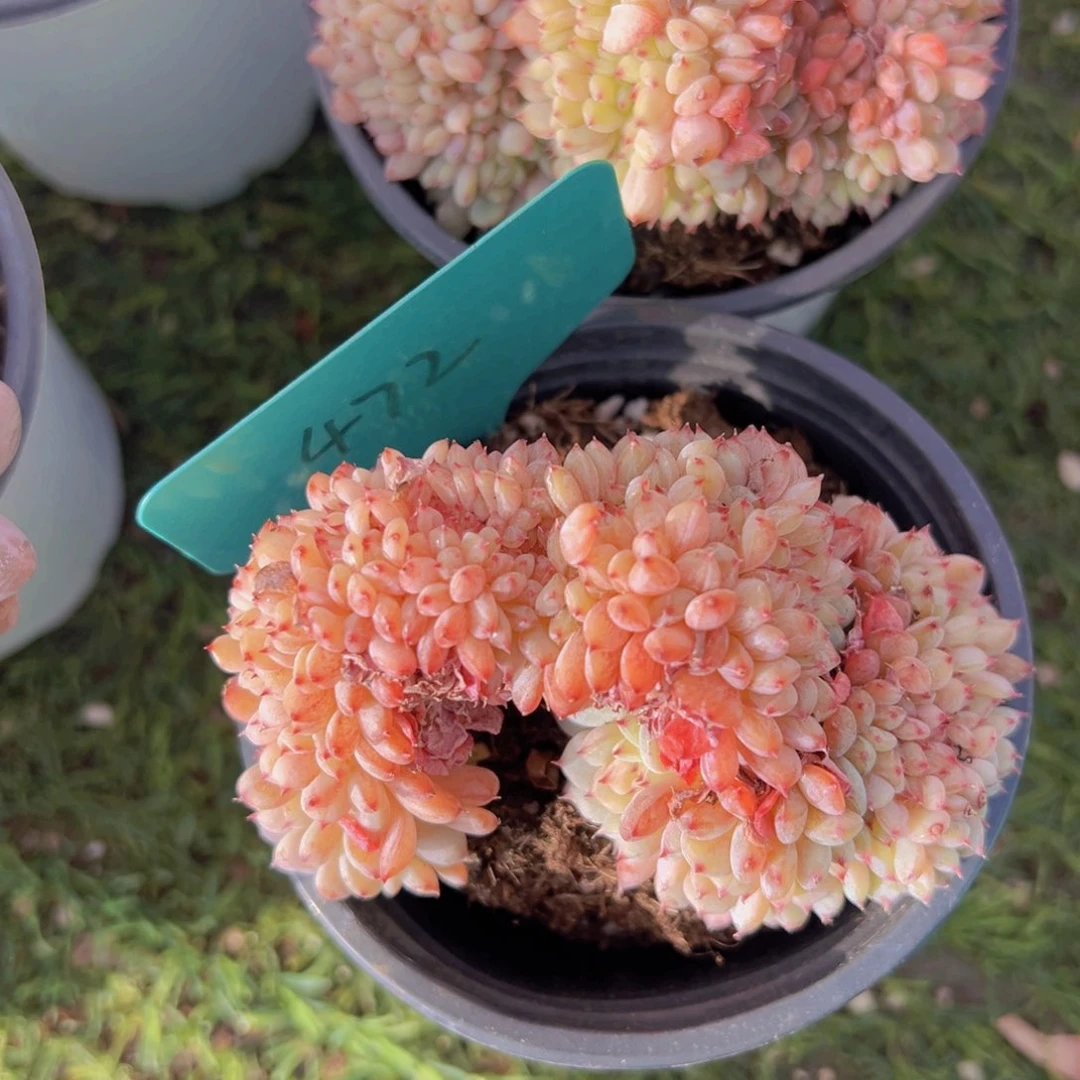 香玉的故事是一个人的故事