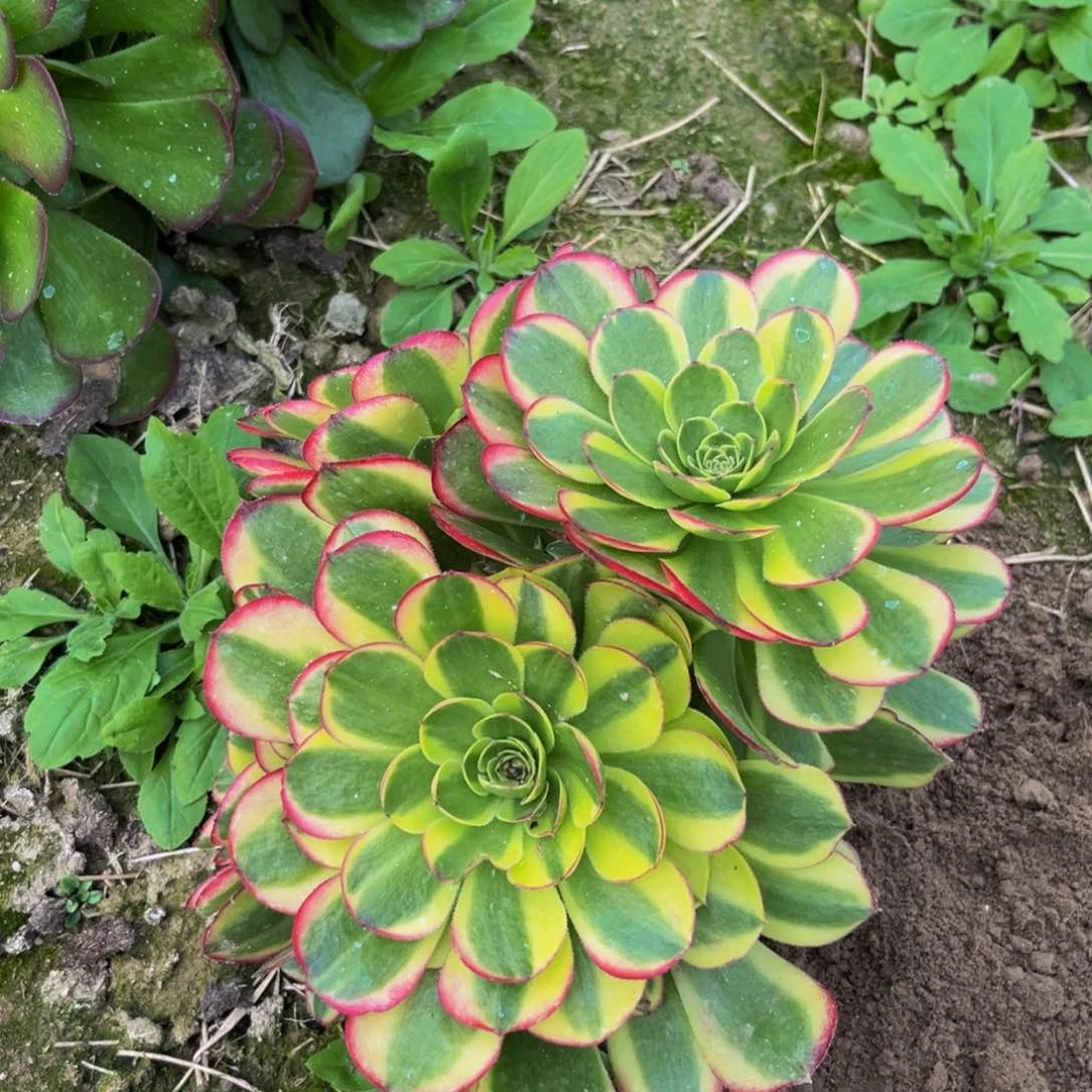 奶白多肉植物丛林的