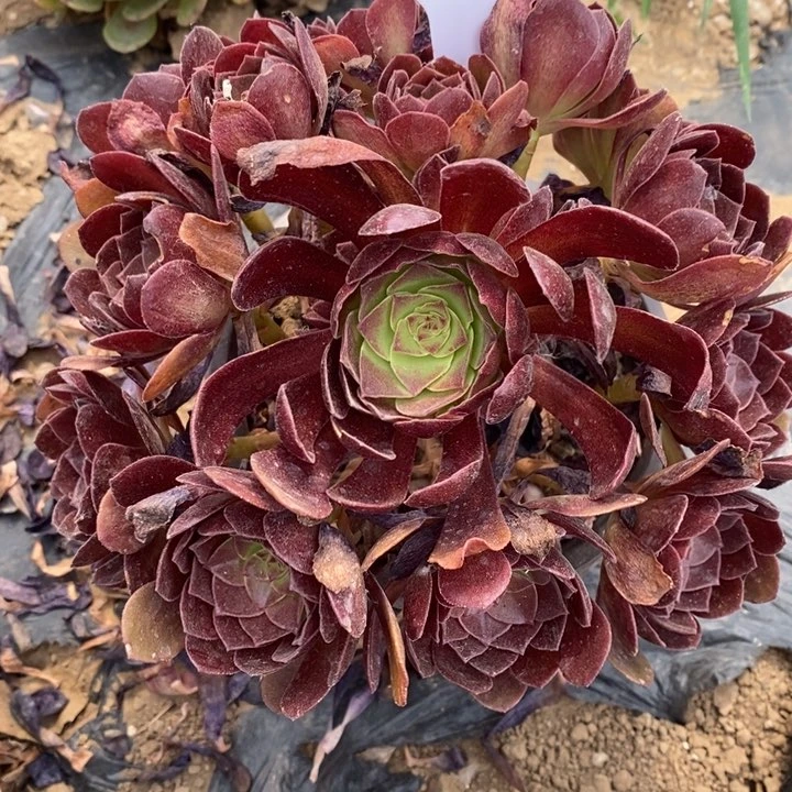 黑膜44号1棵5号棚