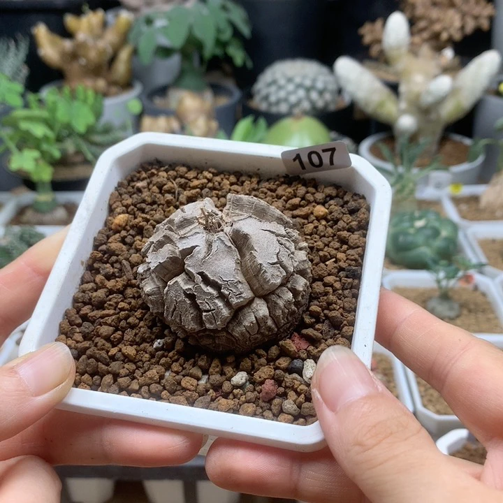 南非龟甲龙带盆4.4cm