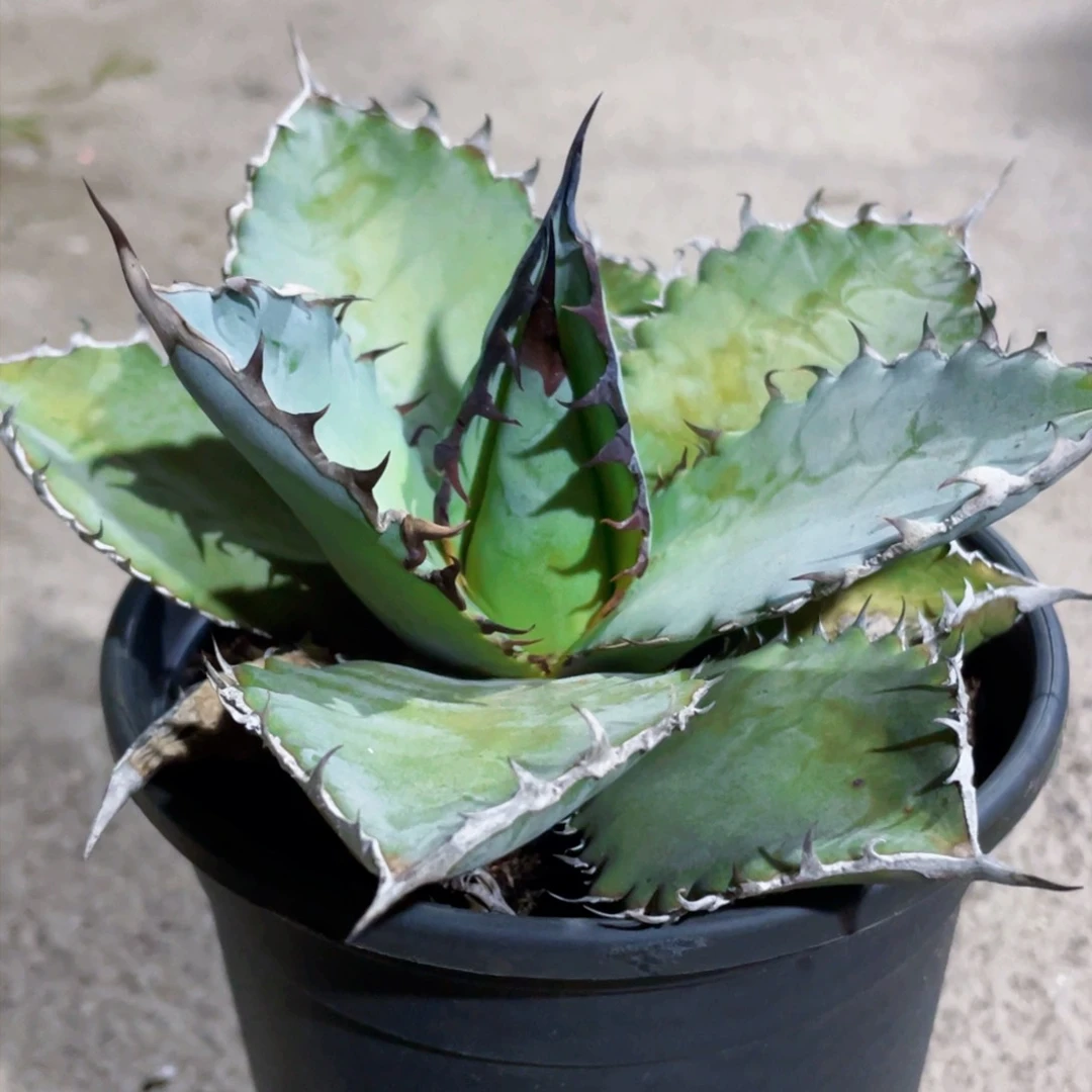 狮鬃，龙舌兰，一物一拍