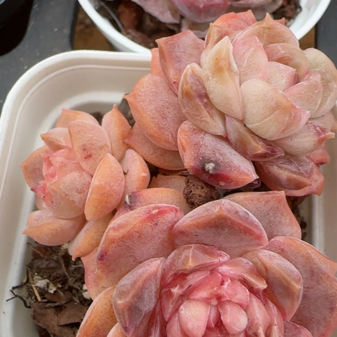 花语逸镜0207-638