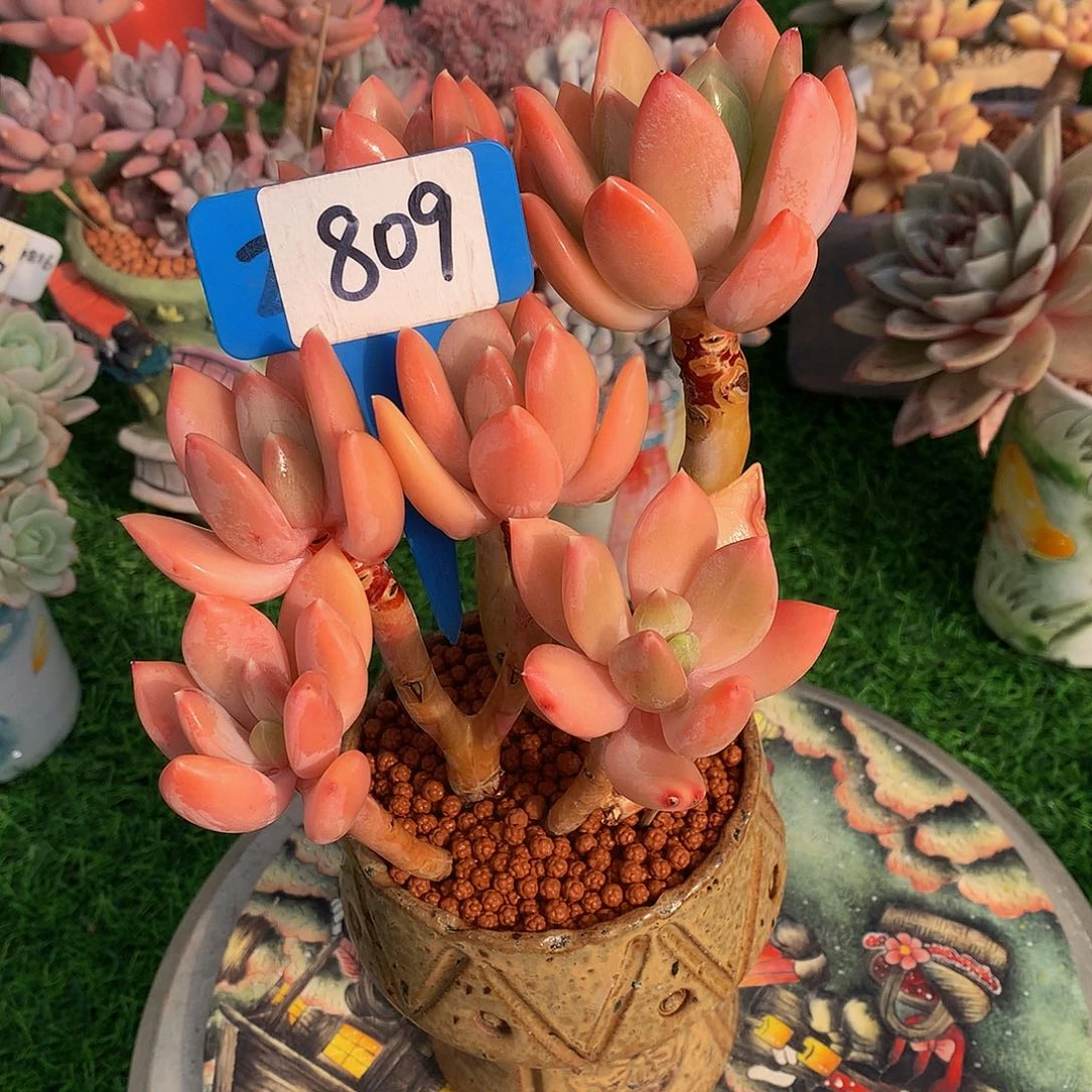 摩**@海洋之歌多肉植物52626