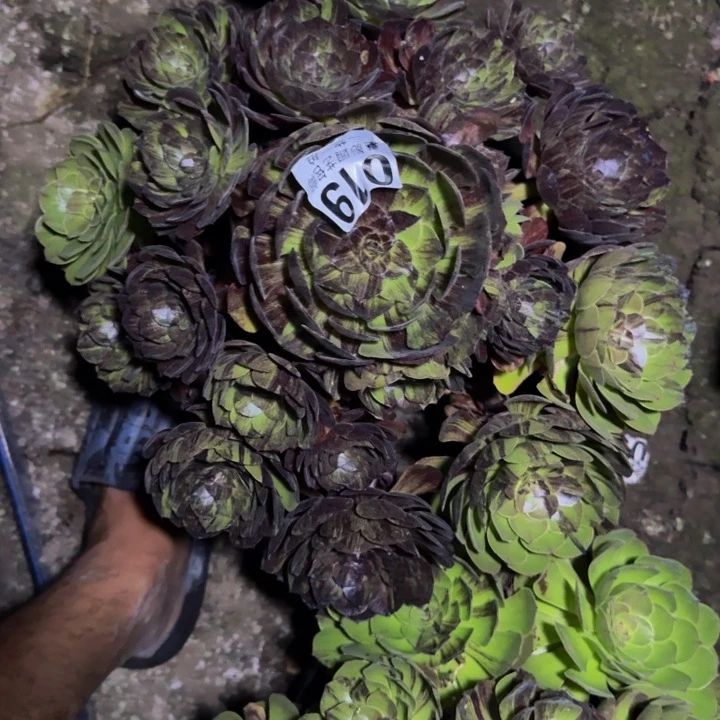 大***流默然花25-30包邮花花