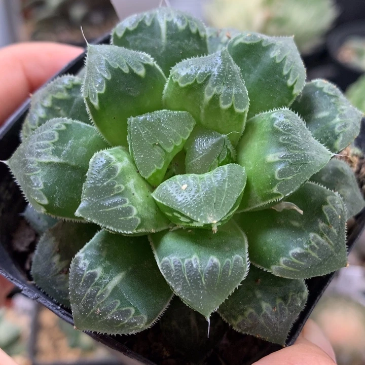芷寿带盆土发货啦
