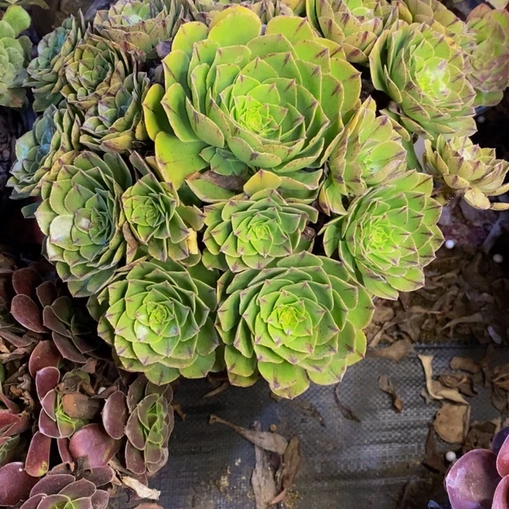 万拉丝多肉断头不包2430