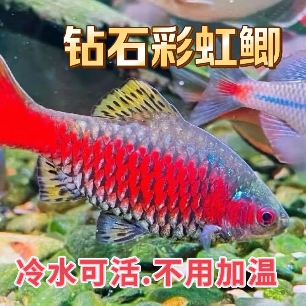 【钻石彩虹鲫】京东包邮广温鱼入缸定水发色冷水鱼皮实好养观赏鱼