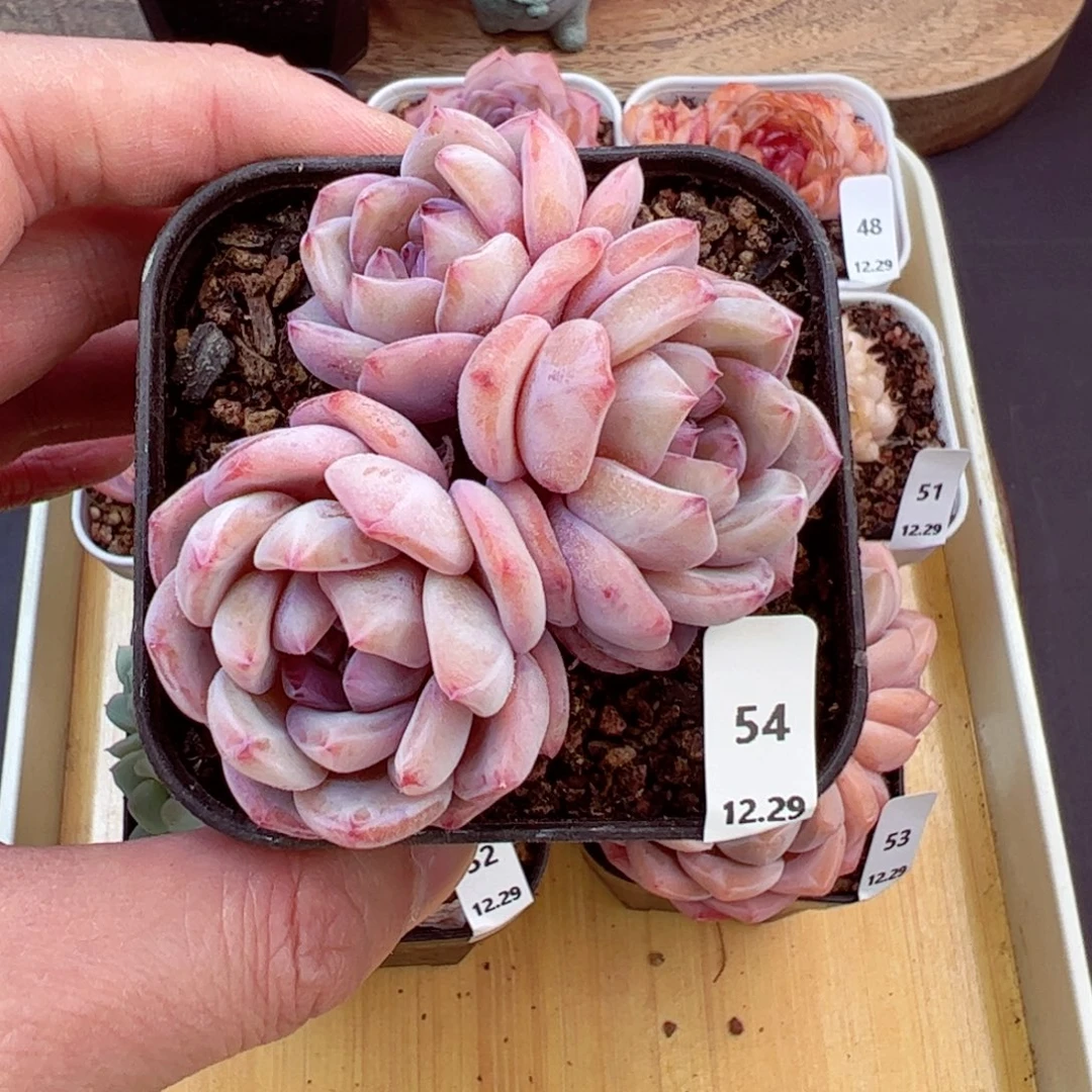 好好看54、哈哈哈哈哈