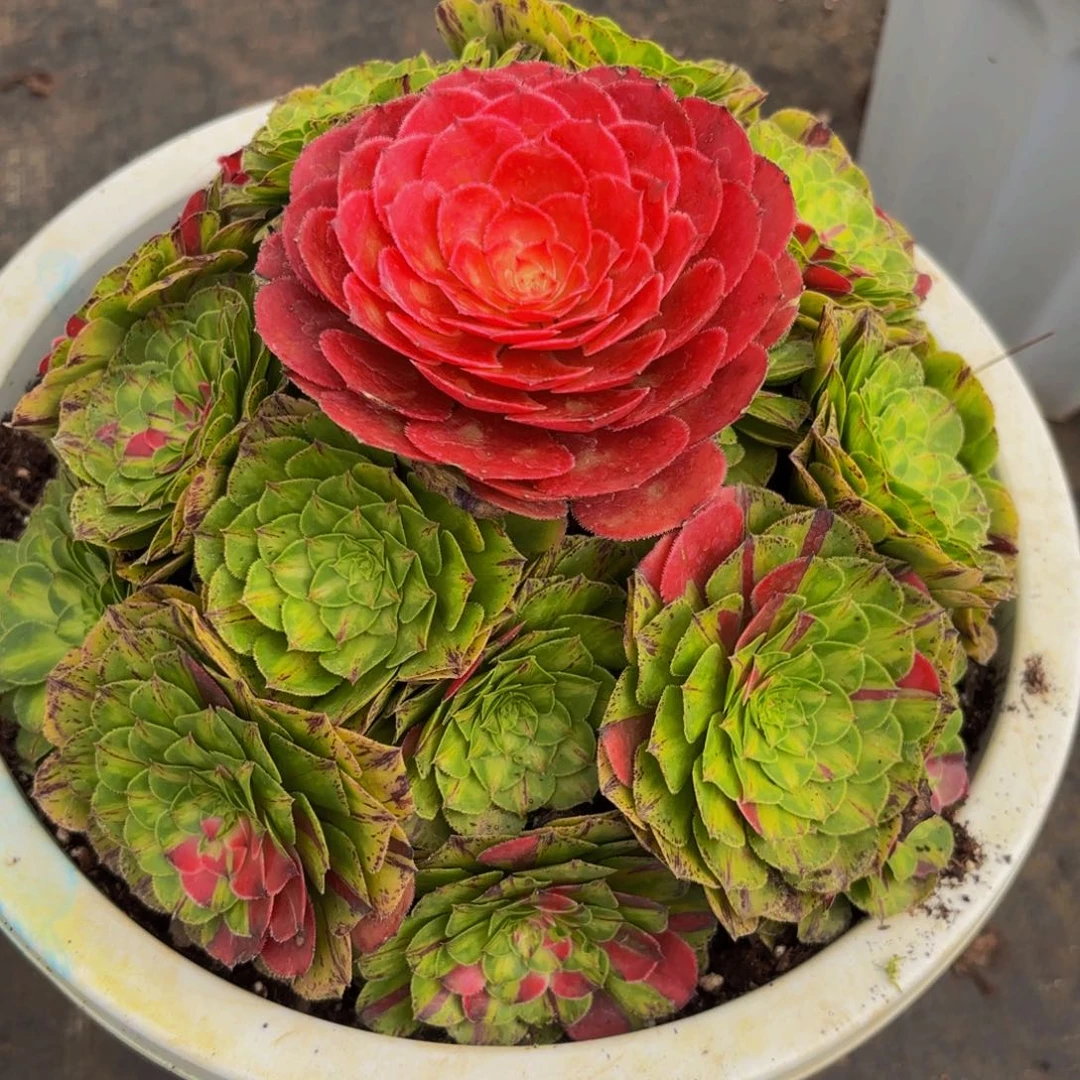 2032多肉植物知否特价