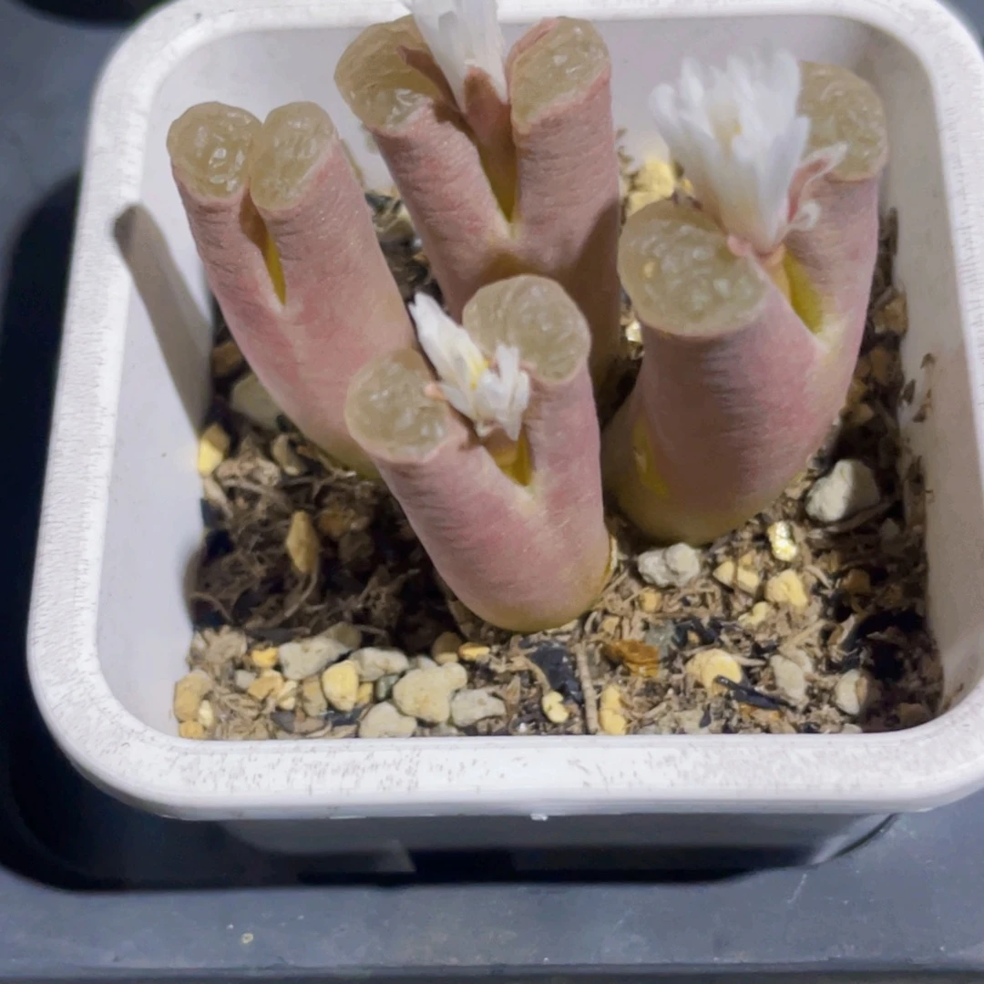 柴****磁铁植物一物一拍