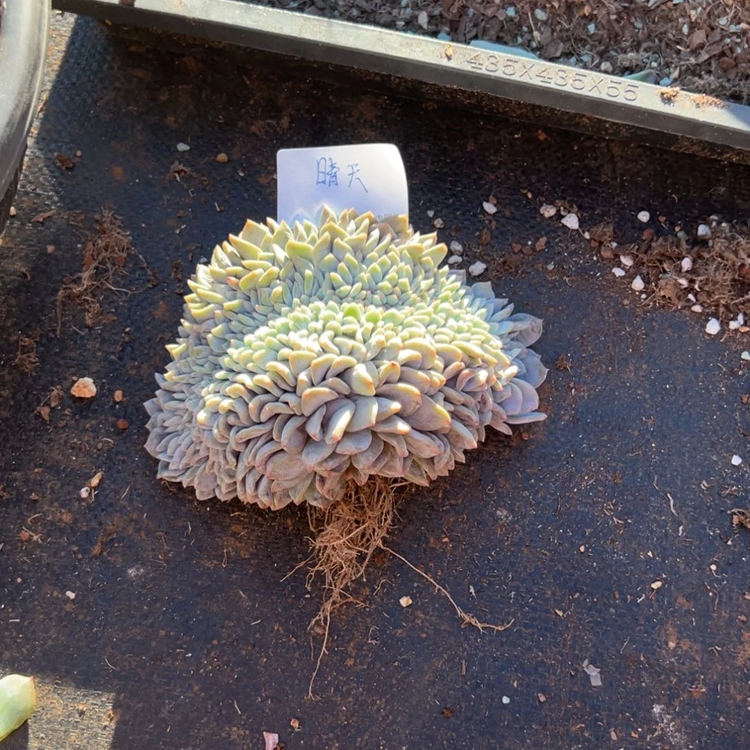 ****天1755963554486289256