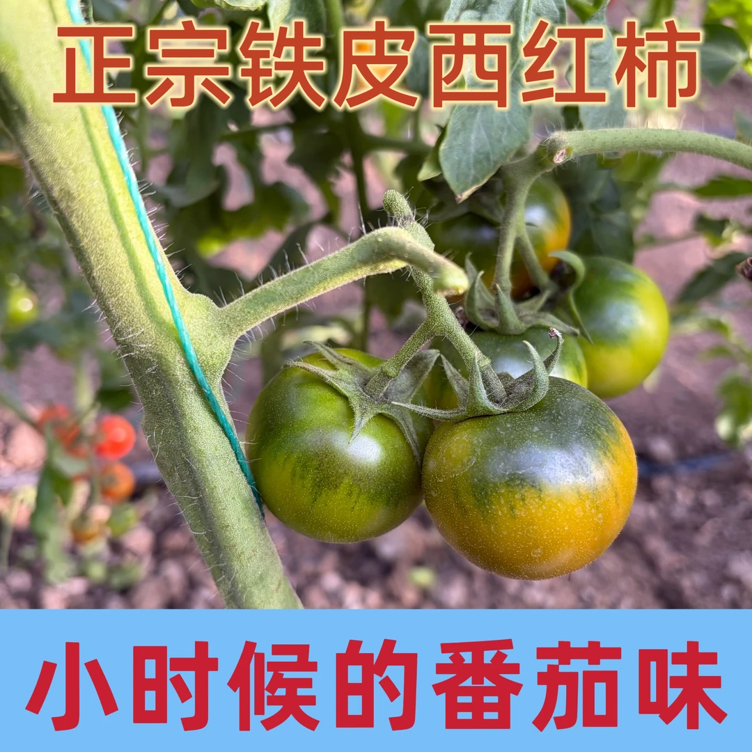 山东草莓铁皮西红柿京彩8号水果柿子儿时味道酸甜可口新鲜采摘