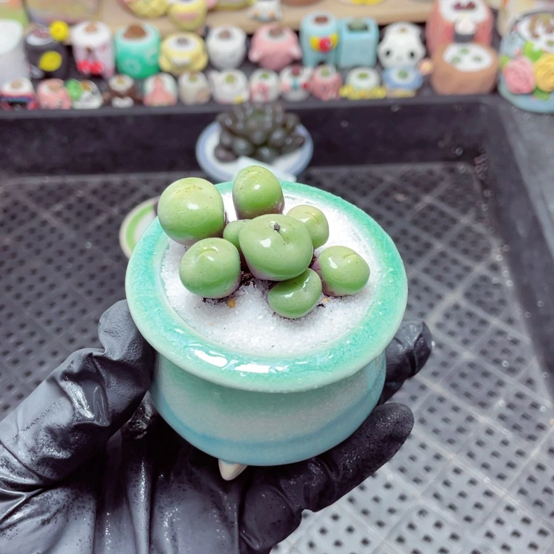 w6737 带盆土发货-零下地区拍保温箱