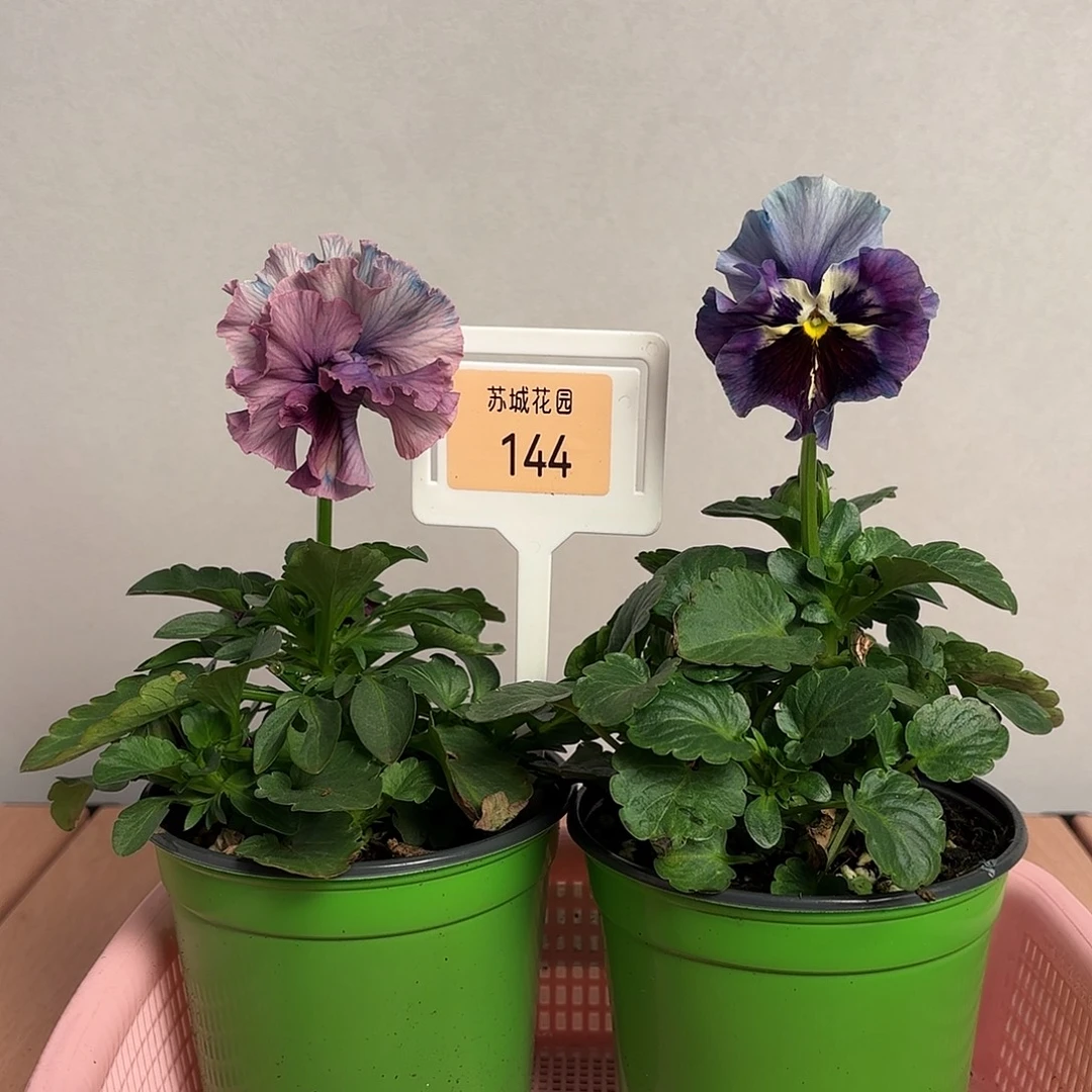 大部分开放少量花苞144