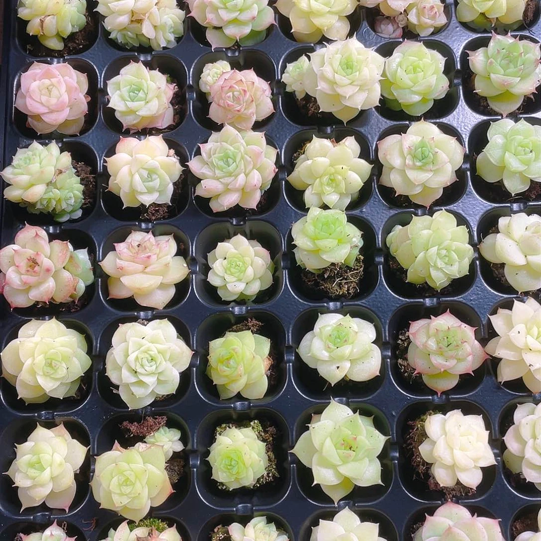 个体麦杆透穴一个满25包邮