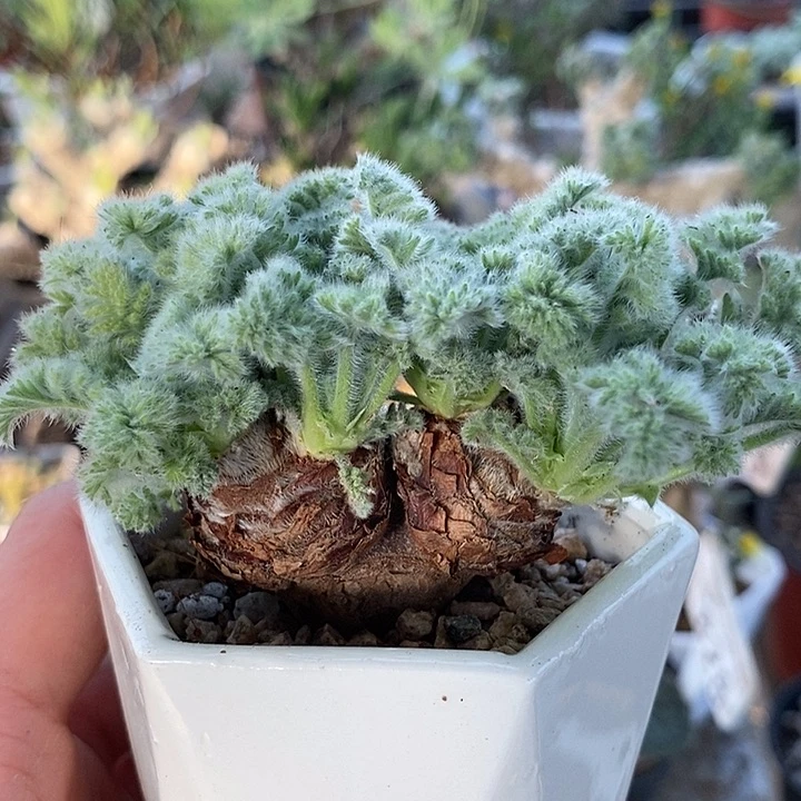 141羽叶带盆一一一一