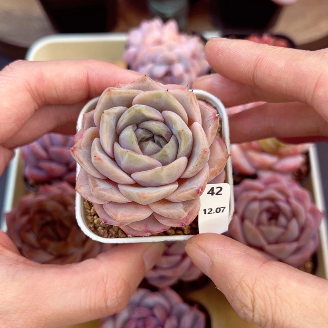 好好看42、哈哈哈哈哈