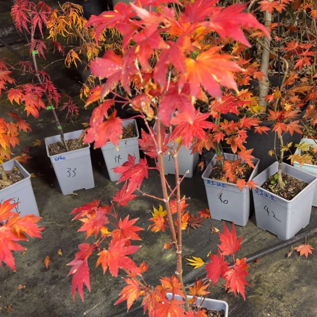 不开花植物39约旦