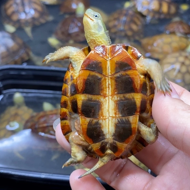 抖***音绿毛龟母5.9cmrggdfffg