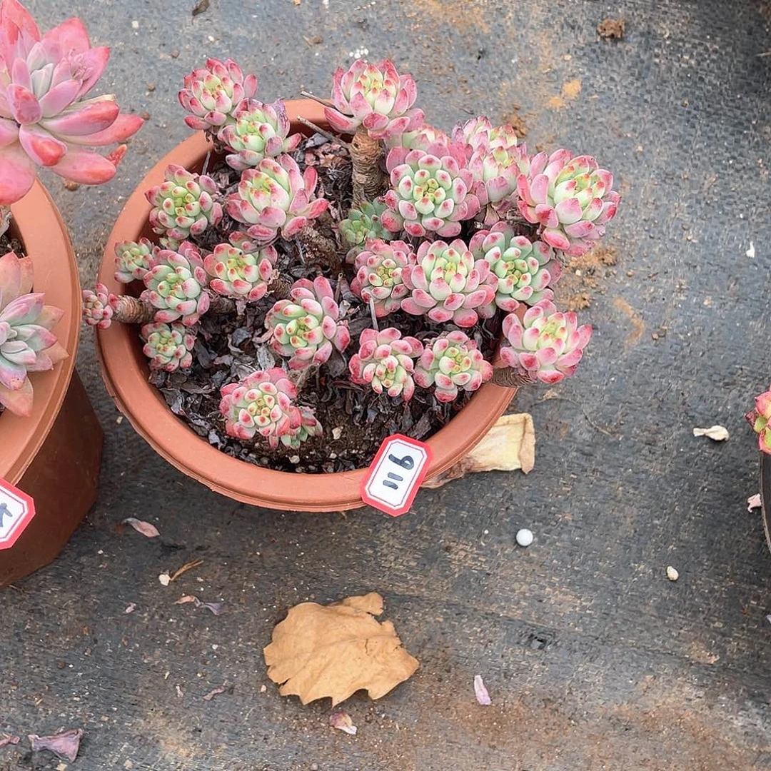 119蓝苹果 一物一拍多肉